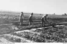 Italian POW farm workers